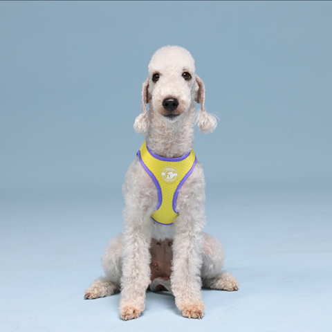 Harness
