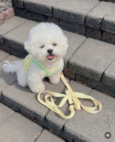 Jul Leash