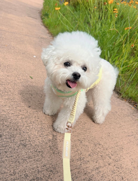 Jul Leash