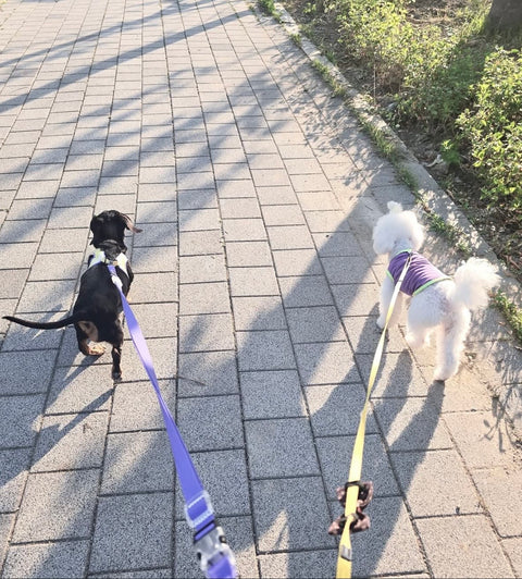 Jul Leash