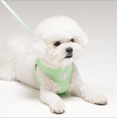 Summer Harness