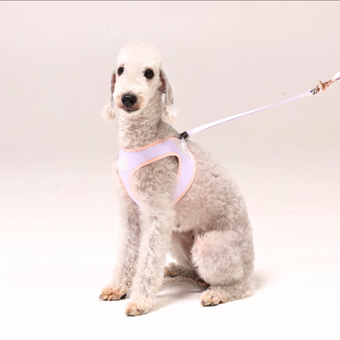 Summer Harness