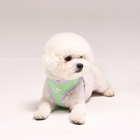 Summer Harness