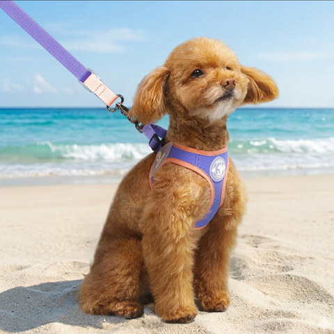 Summer Harness