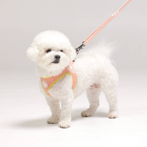 Summer Harness