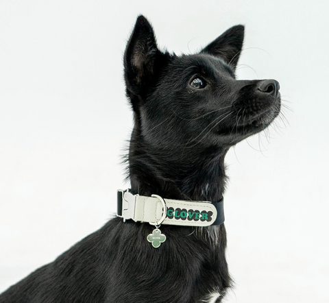 Clover Collar – Black