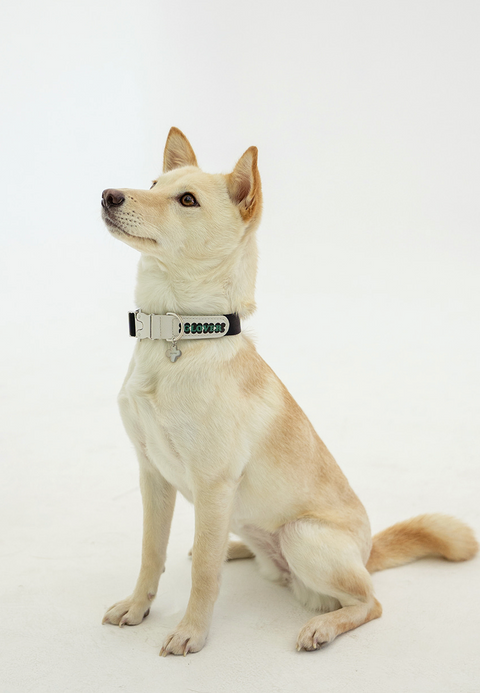 Clover Collar – Black