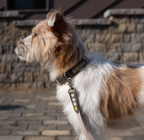 Clover Collar - Khaki