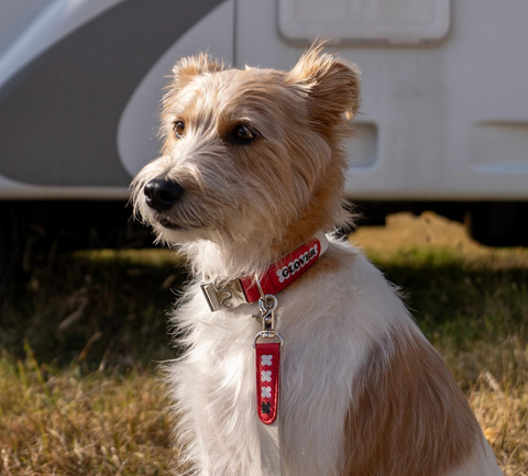 Clover Collar - Red