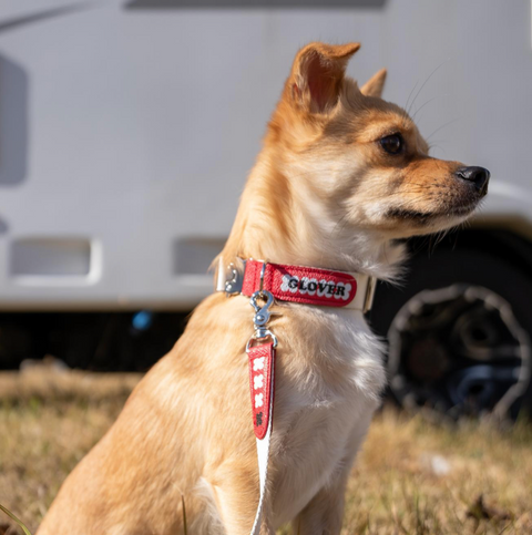 Clover Collar - Red