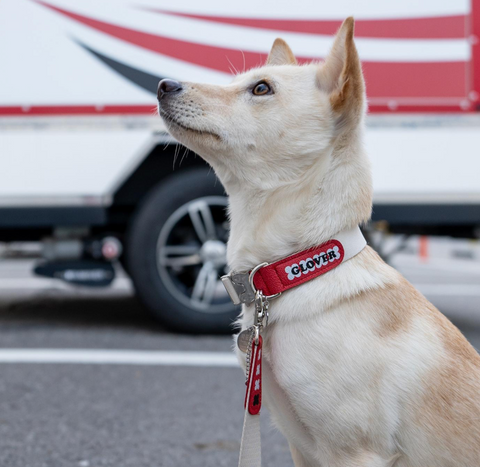 Clover Collar - Red