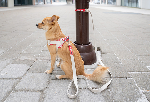 Multi Leash - Black