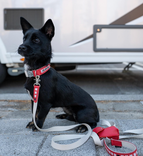 Multi Leash - Red