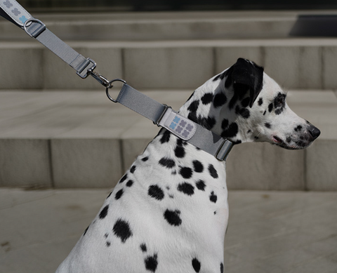 Short Grip Leash - Gray