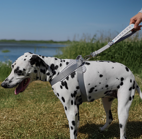 Short Grip Leash - Gray