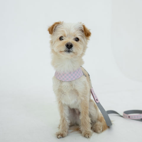 Clover Harness - Pink Gray
